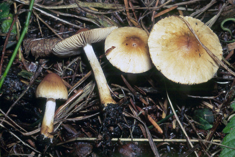 Inocybe agglutinata